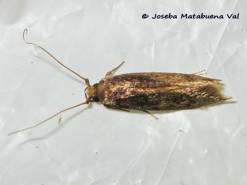 Micro da id. - Opogona omoscopa, Tineidae